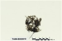 藏品(偏葉白齒苔)的圖片